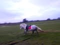 Snitch being a crazy pony