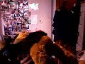 Bear Porn Bear Porn