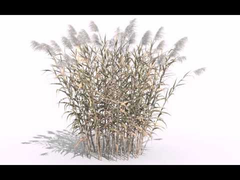 how to harvest phragmites