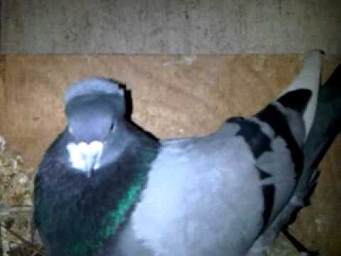visokoletac - Za sve ljubitelje ove nase plemenite rase, sa zeljom da se pokaze odgajivacima ne samo u Australiji nego i u celom svetu, kako je MLADEN MUTIC napravio svoje...