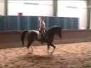 *SOLD*5 yr  old imported Holsteiner gelding by Catalani *Dressage*