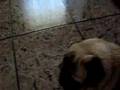 Pug video