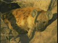 hyenas