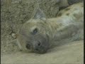 hyenas