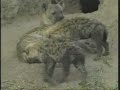 hyenas