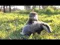 Badger and Otter - best of friends