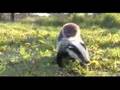 Badger and Otter - best of friends