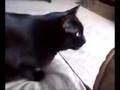 Guinness Talking to Birds Outside