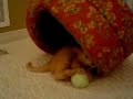 Kitten and Rabbit - Memories Kitten and Rabbit - Memories