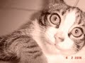 Gatito Mio Gatito Mio