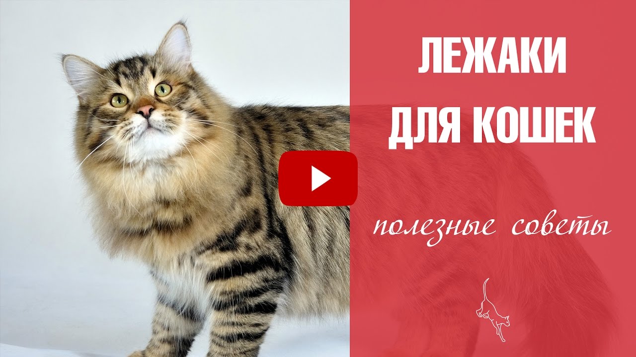 Лежак для кошки ❤ Уход за домашними животными