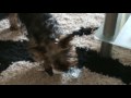yorkshire terrier sophie pulls a xmas cracker.mp4