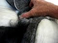 sleepy-lemur.html