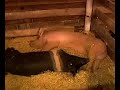 Grange Fair Report 8