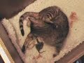 Bengal Kittens Being Born Bengal Kittens Being Born