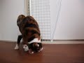 猫のテンション - Playful cat.