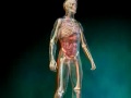 Rheumatoid Arthritis - Suffering From Chronic Rheumatism in the Knee - RA Video - About.com.flv