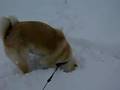 秋田犬「さくら」雪の中にもぐる、掘る、もぐる、掘る