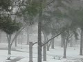 Snowy ASU