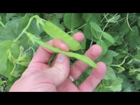 how to harvest snap peas