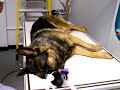 Papillion Goes for her OFA cert.part 2