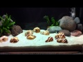 Cycling Your Aquarium And Nitrogen Cycle