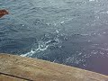 Cancun Fishing Bonito