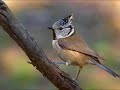 Aves