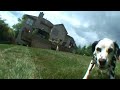 Dalmations Chasing