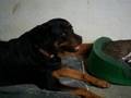 videos de cats and dogs living