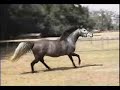Ortivia www.purelusitanos.com Ortivia www.purelusitanos.com