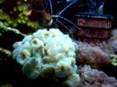 15 gallon Nano, 2-1-08 15 gallon Nano, 2-1-08