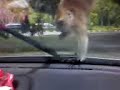 Monkey and the Wiper