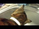 cat drinks water from sink cat drinks water from sink