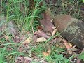 NZ rare bird Buff Weka moving serious wood.