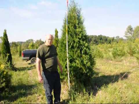 how to fertilize thuja green giants