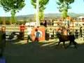 videos de recortes en alfambra (teruel)