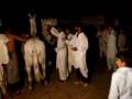Sunni Gay Boys Dancing Part 2 ! With Horses !