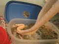 Picking up Defensive Snakes