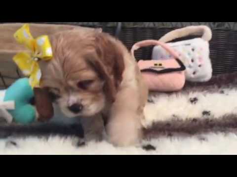 Buff colored, Cocker perfection puppy!