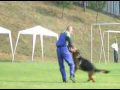 Schutzdienst Schäferhund Schutzdienst Schäferhund