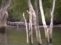 alligator.mov