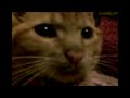 Peting my cat! (Bolinhas the II) Peting my cat! (Bolinhas the II)