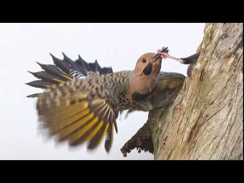 how to get rid woodpeckers
