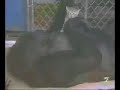 KOKO Y BOLITA KOKO Y BOLITA