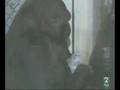 KOKO Y BOLITA
