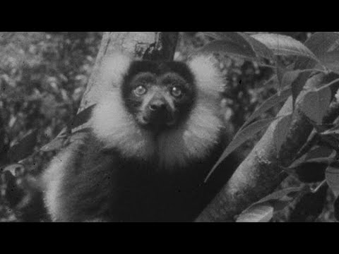 The Magnificent Ruffed Lemur - #AttenboroughWeek - Zoo Quest to Madagascar - BBC