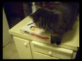 My cat trys to eat my hamster =[(Silver)