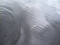 videos de pickerel