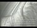 movements of vortices in niobium